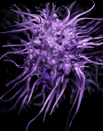 stemcell-purple1-12